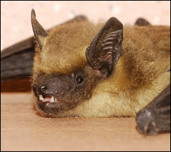 bat removal Bellaire