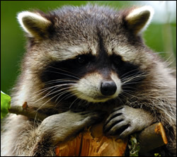 raccoon removal Bellaire