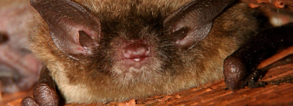 Bat Removal Bellaire